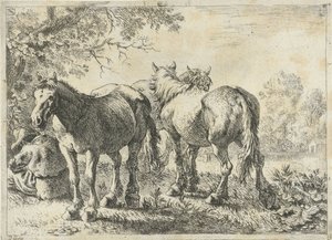Drie paarden en een boer