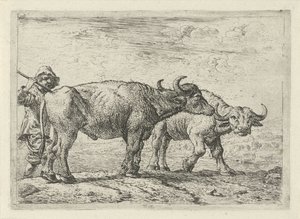 Twee buffels en een herder