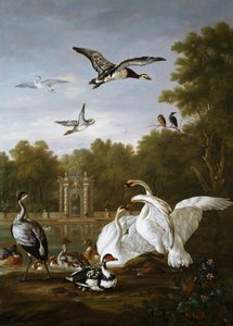 Zwanen, eenden en andere vogels in een park