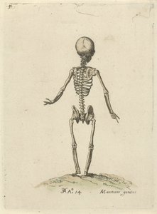 Skelet, van achter gezien