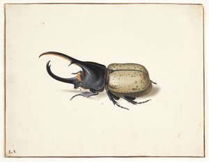 Een herkuleskever (dynastes hercules)