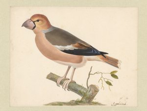 Appelvink door Pieter Holsteyn (I)