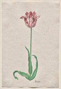 Studie van een Tulp (Anvaers)