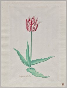 Studie van een Tulp (Perregoen Machieu)