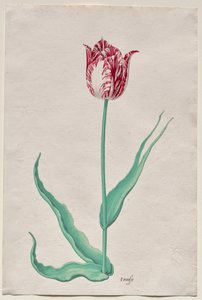 Studie van een Tulp (
