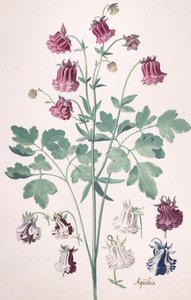 Een Columbine of Granny