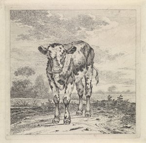 Landschap met kalf