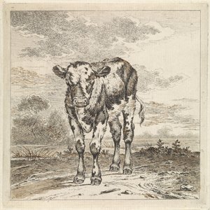 Landschap met kalf