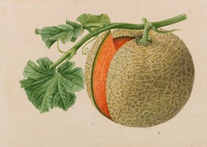 Originelen van publicaties over tuinbouw en boomteelt, 1878-1881 door Pieter Joseph de Pannemaeker