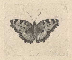 Vlinder door Pieter Lyonet