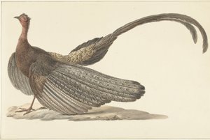 Argusfazant door Pieter Pietersz. Barbiers