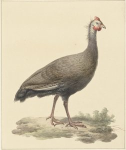 Helmparelhoen door Pieter Pietersz. Barbiers