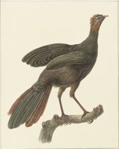 Kuifsjakohoen (Penelope purpurascens) door Pieter Pietersz. Barbiers