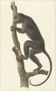 Zwarte brulaap (Paraguay)
