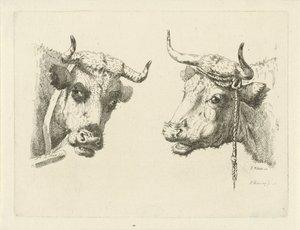 Twee koeienkoppen