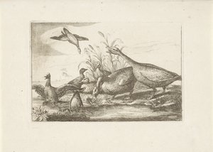 Eenden en ganzen door Pieter Schenk (I) (attributed to)