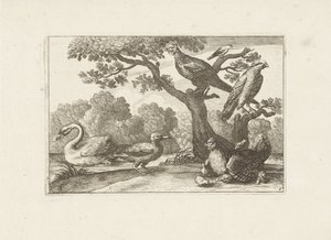 Kip met kuikens en andere vogels