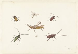 Blad met zeven verschillende insecten