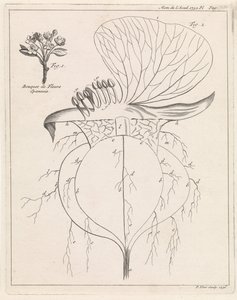 Doorsnede van een bloem door Pieter Yver