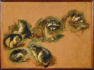 Marmotten en wasberen (schilderij op canvas) door Pieter or Peter Boel