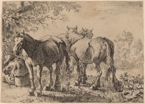 Drie paarden in een veld