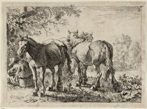 Drie paarden in een veld door Pieter van Laer
