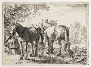 Drie paarden in een veld