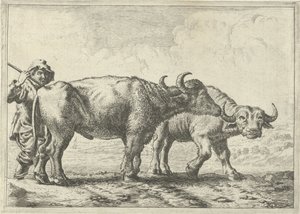 Twee buffels en een herder door Pieter van Laer