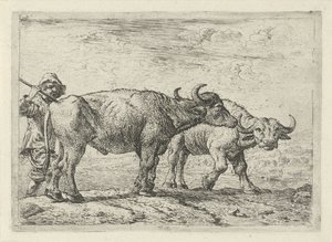 Twee buffels en een herder door Pieter van Laer