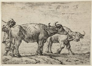 Twee buffels en een herder door Pieter van Laer