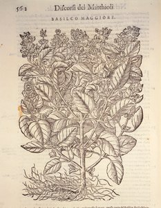 Basilicum (Ocymum basilicum), gravure door Pier Andrea Mattioli door Pietro Andrea Mattioli