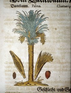 Botanische plaat: Palmboom met dadels - In herbarium mattioli door Pietro Andrea Mattioli