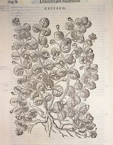 Kappertjesstruik (Capparis spinosa), gravure door Pier Andrea Mattioli