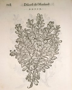 Gewone Buxus (Buxus sempervirens), gravure door Pier Andrea Mattioli door Pietro Andrea Mattioli