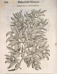 Mispel (Mespilus germanica), gravure door Pier Andrea Mattioli