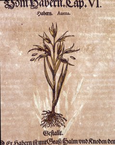 Herbarium: haver. Gravure - in 