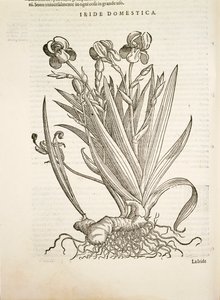 Iris (Iride domestica), gravure door Pier Andrea Mattioli