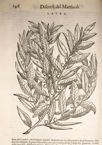 Laurier (Laurus), gravure door Pier Andrea Mattioli