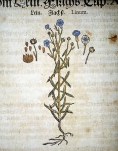 Lin of Linum - In 