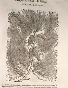 Zee-den (Pinus pinaster), gravure door Pier Andrea Mattioli door Pietro Andrea Mattioli