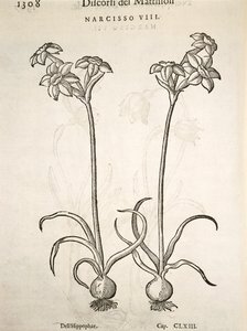 Narcis, gravure door Pier Andrea Mattioli