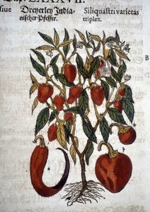 Peper of Siliquaftri varietas triplex - In 