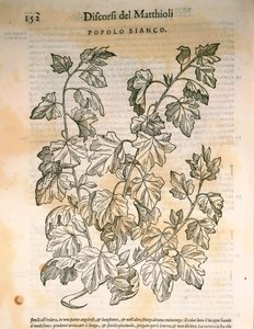 Populier (Populus), gravure door Pier Andrea Mattioli