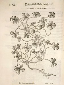 Sempervivum (Semprevivo minore), gravure door Pier Andrea Mattioli