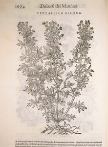 Zilverkruid (Potentilla alba), gravure door Pier Andrea Mattioli