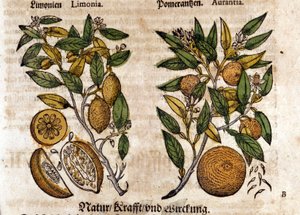 De citrus. Sinaasappel- en citroenboom. Gravure - in "Kreutterbuch Dess Hochgelehrten unnd weitberuhmten Herrn D. Petri Andreae Matthioli" door Pietro Andrea Mattioli. Frankfurt