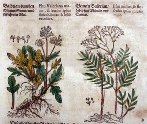 Valeriaan: twee soorten met plantbeschrijving