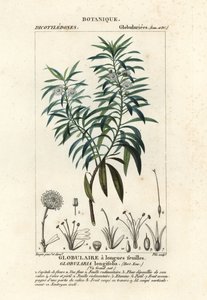 Bolmargriet, Globularia salicina door Plee Plee