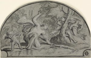 Narcissus
