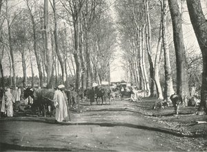 Arabische markt en beurs, Boufarik, Algerije door Poulton and Co